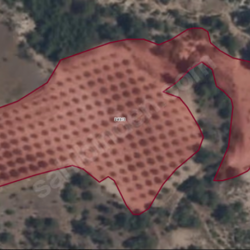 SARAYKÖY SAZAK'TA SATILIK 10.956M² ZEYTİNLİK