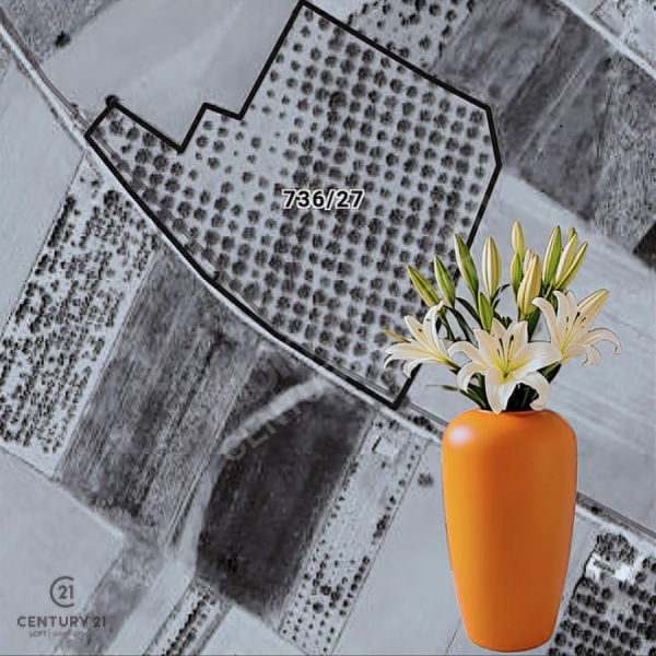 C21 LOFT'tan Denizli Tavasta Yüksek Verimli, Ceviz Bahçesi