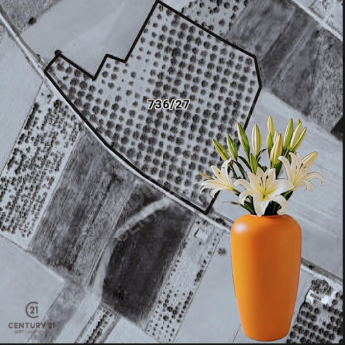 C21 LOFT'tan Denizli Tavasta Yüksek Verimli, Ceviz Bahçesi